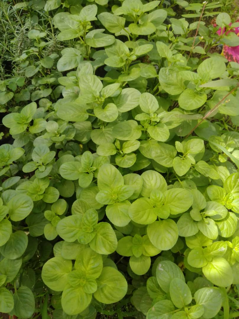 Menta - Vivero Mañongo c.a