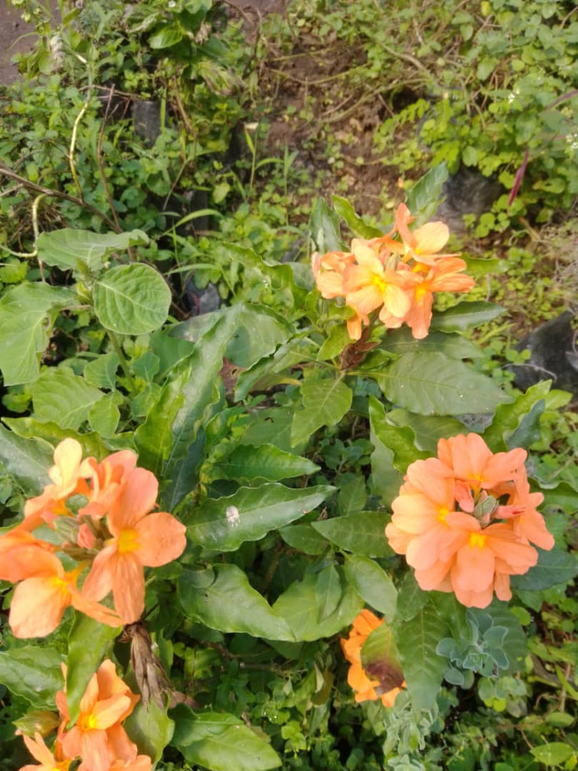 Crosandra - Vivero Mañongo c.a