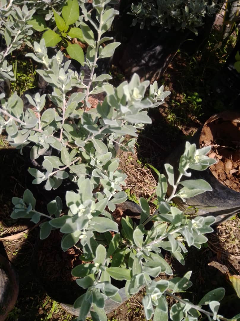 Cilantrillo - Vivero Mañongo c.a