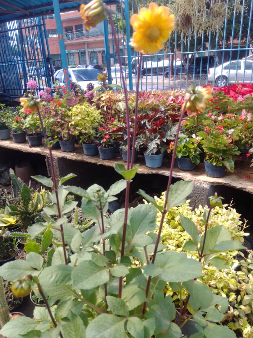 Dalia - Vivero Mañongo c.a