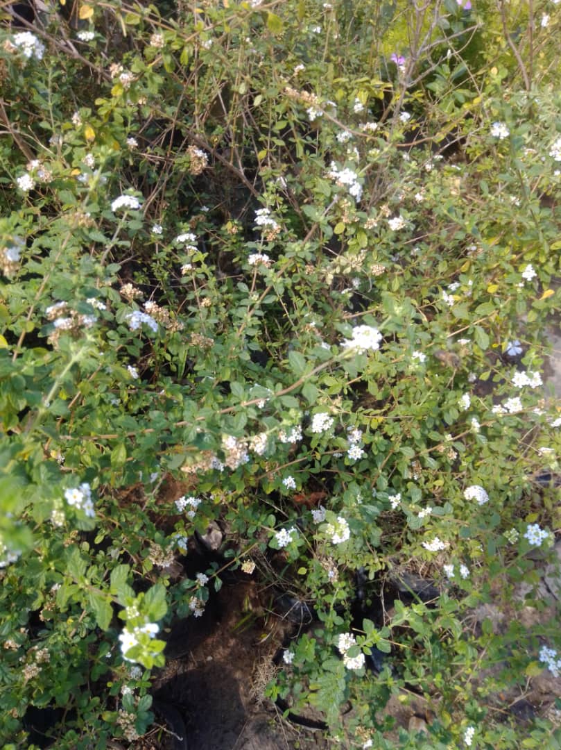 Orégano - Vivero Mañongo c.a