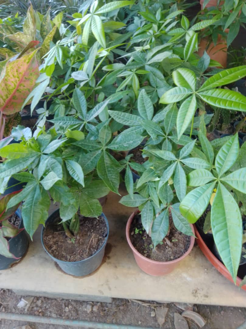 Pachira - Vivero Mañongo c.a