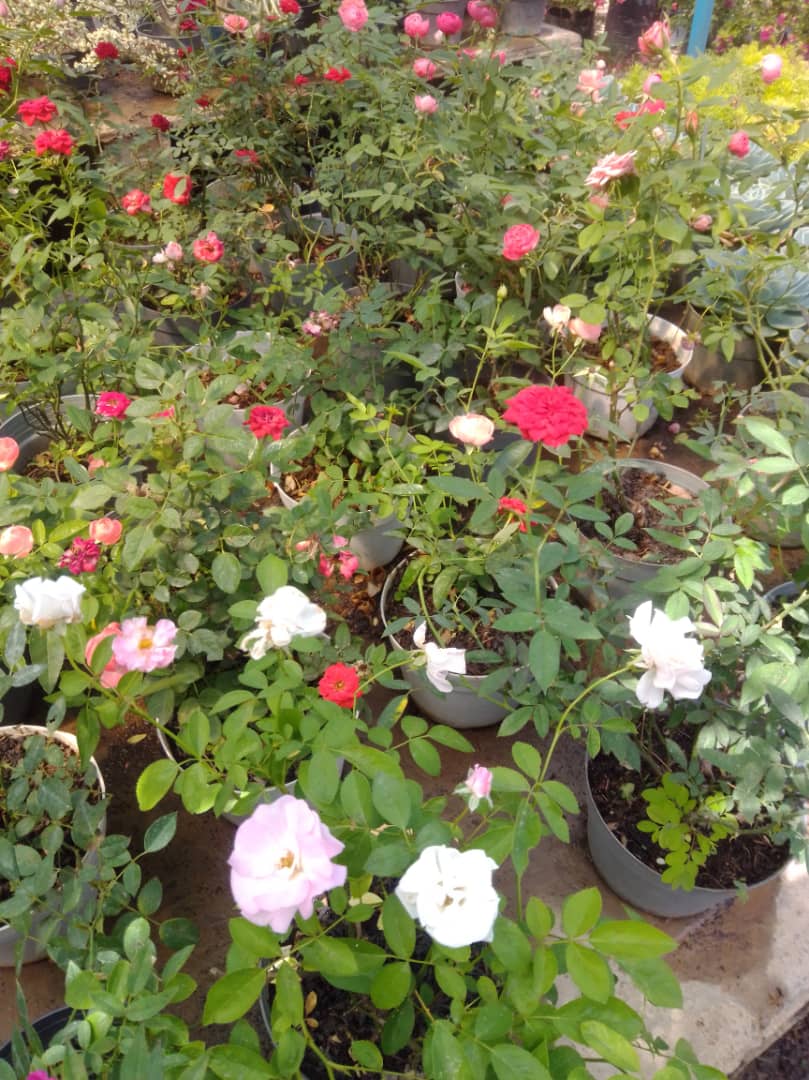 Rosita bebé - Vivero Mañongo c.a