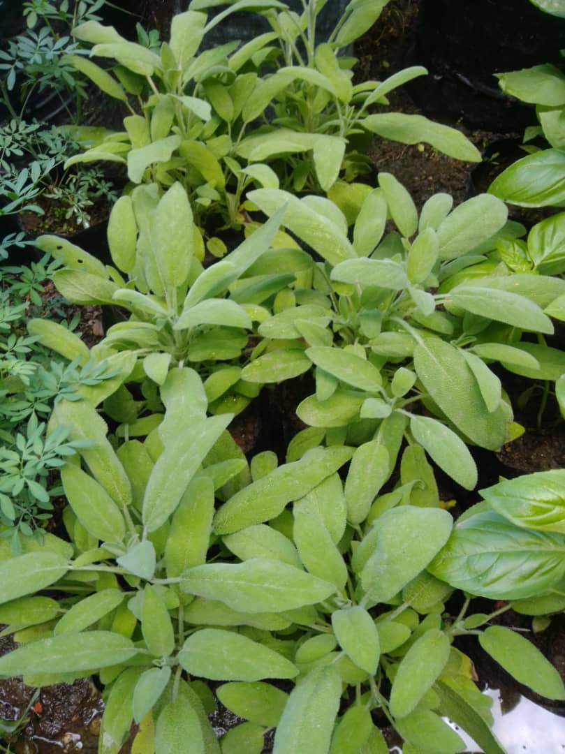 Salvia - Vivero Mañongo c.a