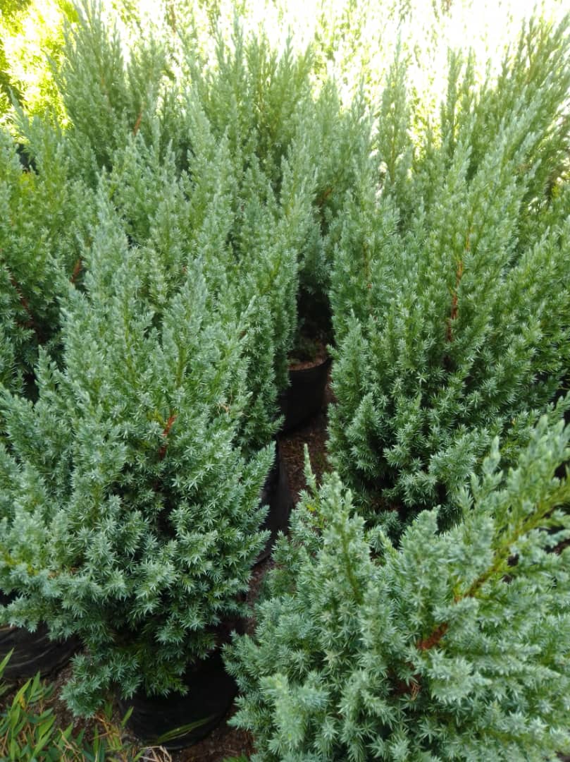 Pino azul - Vivero Mañongo c.a