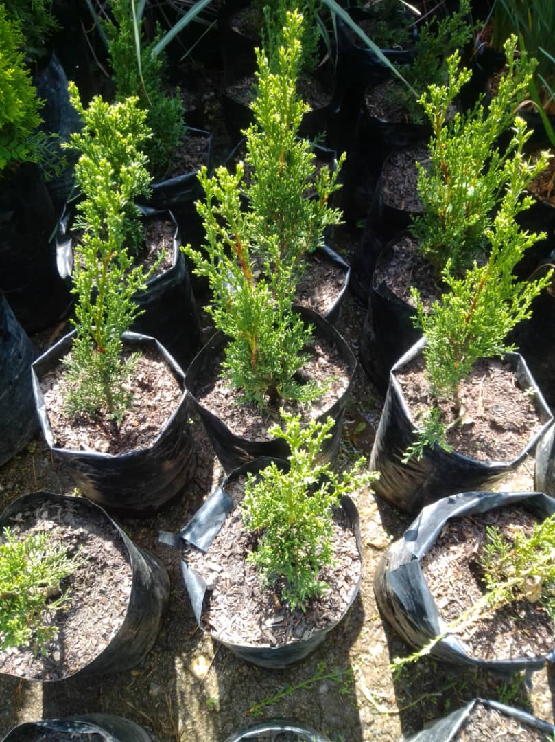 Pino cipres - Vivero Mañongo c.a