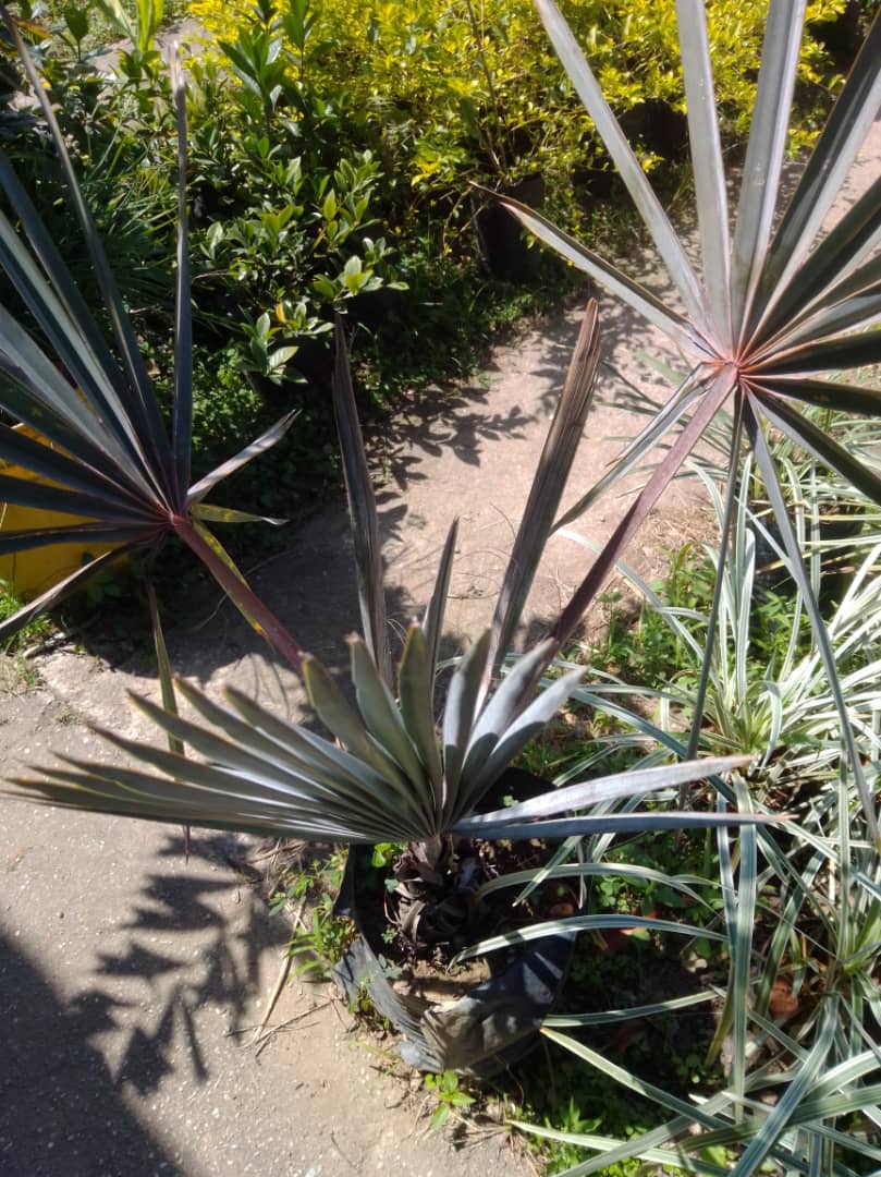 Palma bismarquia - Vivero Mañongo c.a