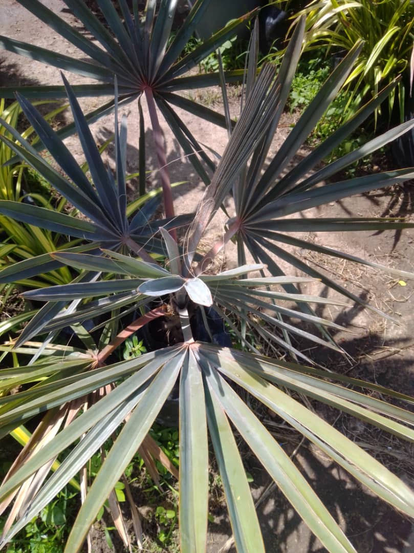 Palma bismarquia - Vivero Mañongo c.a