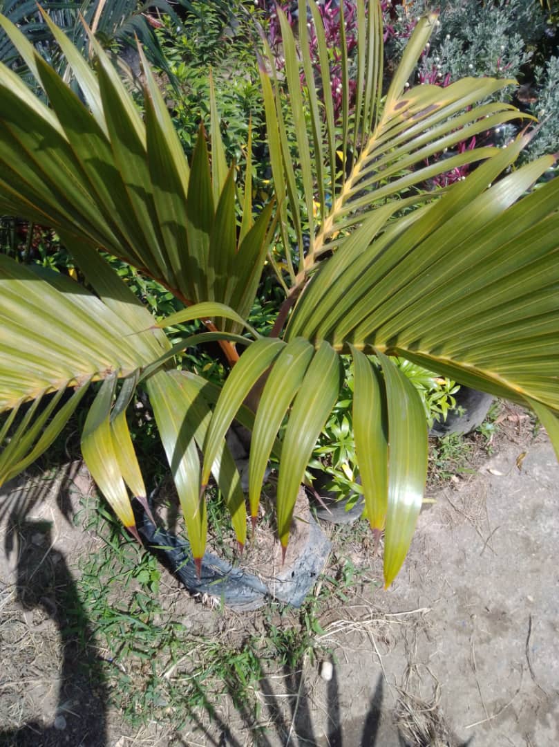 Palma botella - Vivero Mañongo c.a