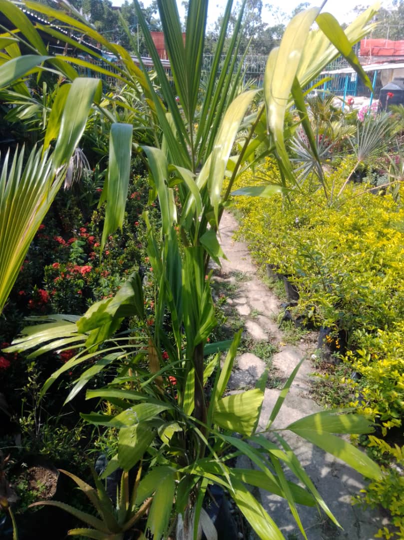 Palma Carabobo - Vivero Mañongo c.a