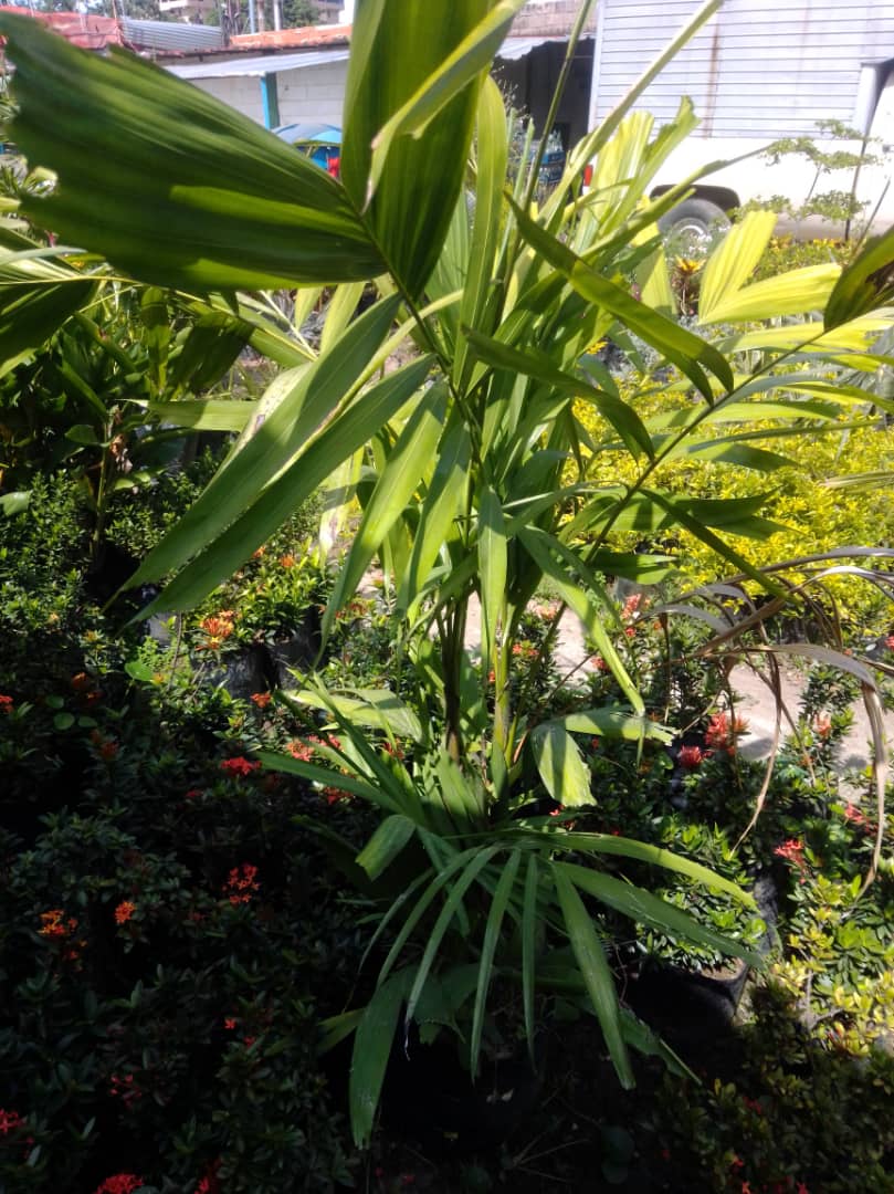 Palma Carabobo - Vivero Mañongo c.a