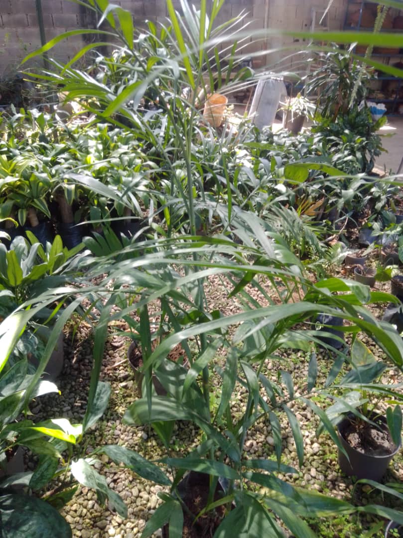 Palma chamedoria - Vivero Mañongo c.a