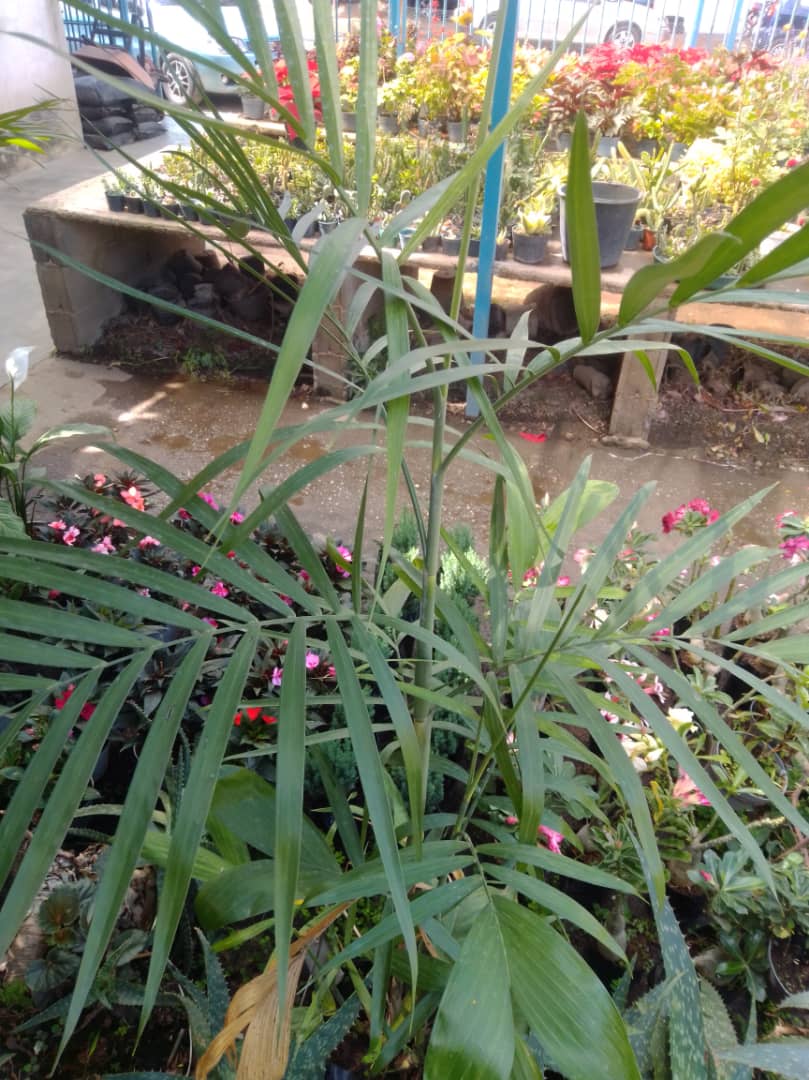 Palma chamedoria - Vivero Mañongo c.a