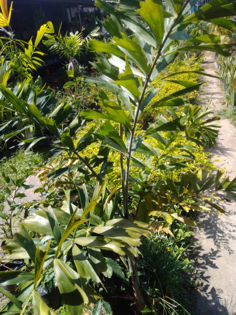 Palma cola de zorro - Vivero Mañongo c.a