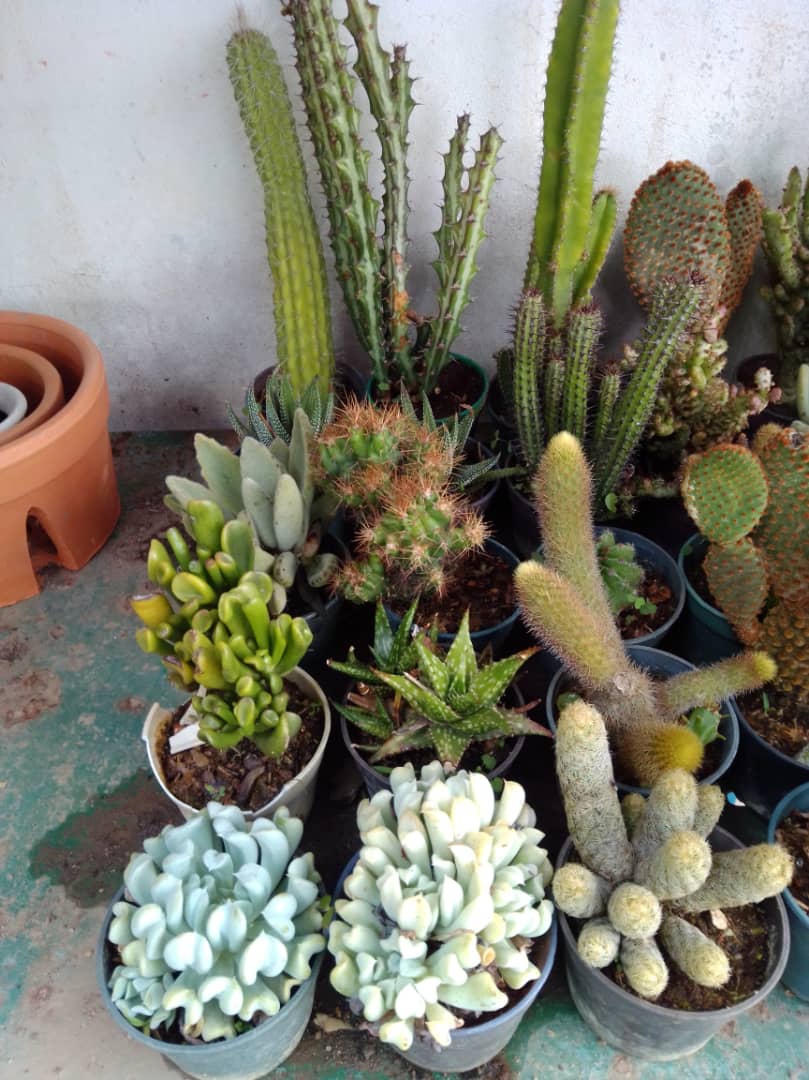 Cactus y suculentas - Vivero Mañongo c.a