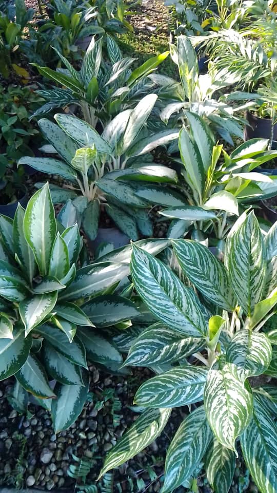 Aglaonema - Vivero Mañongo c.a