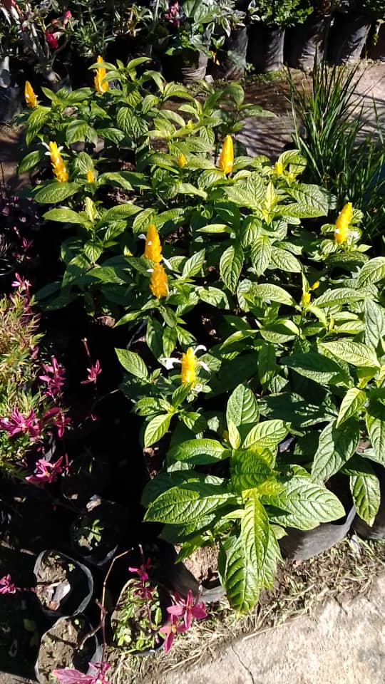 Camarones - Vivero Mañongo c.a