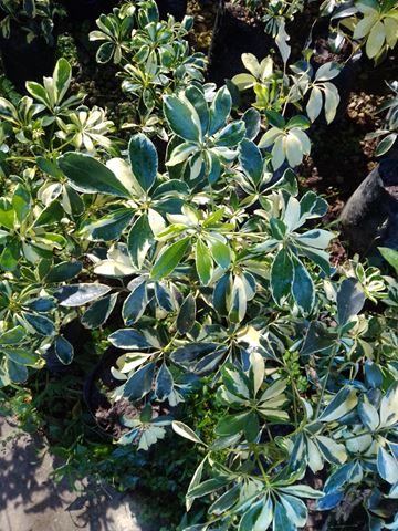 Cheflera - Vivero Mañongo c.a