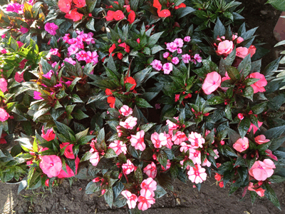 Coqueta - Vivero Mañongo c.a