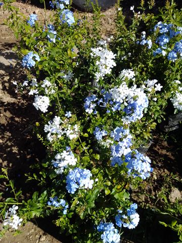 Embeleso - Vivero Mañongo c.a