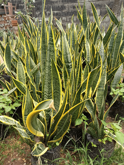 Espada de Bolívar - Vivero Mañongo c.a