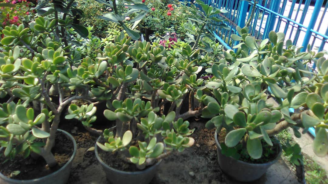 Jade - Vivero Mañongo c.a