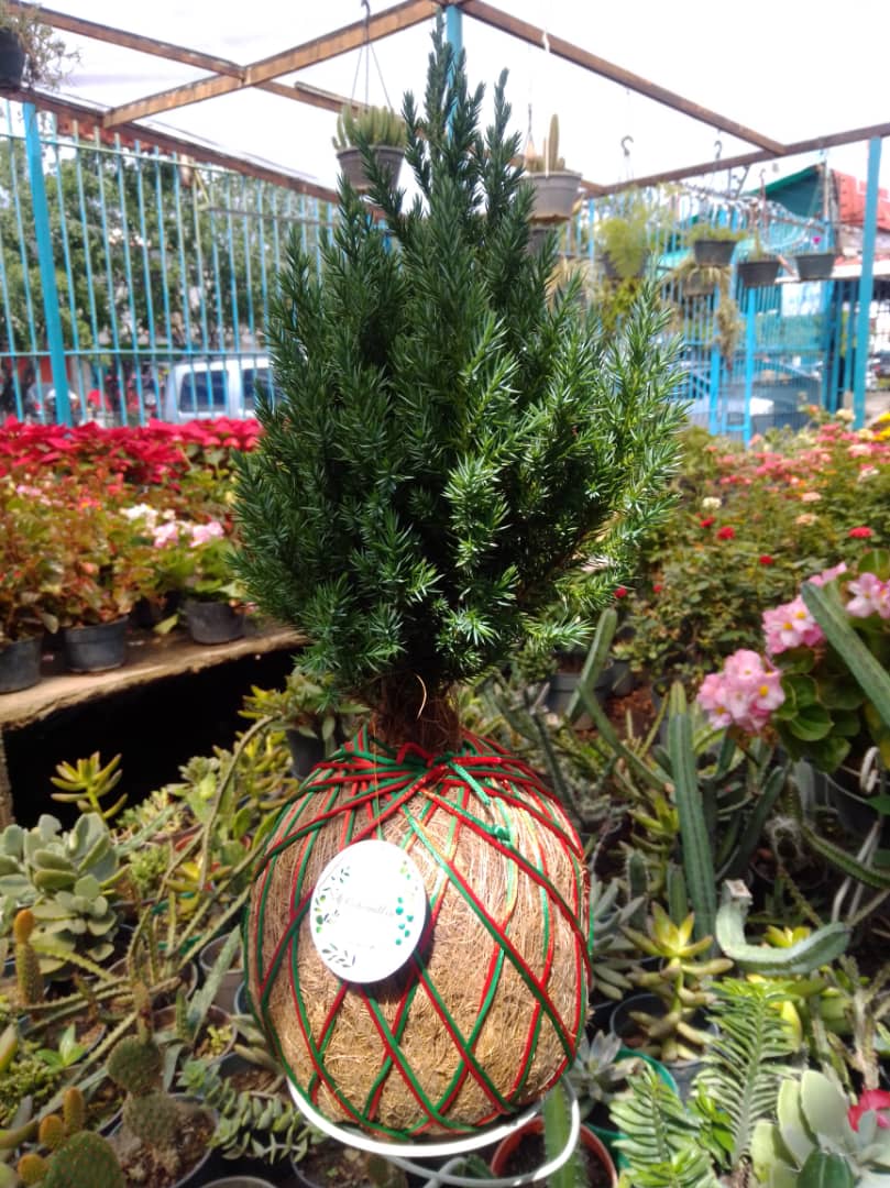 Kokedama - Vivero Mañongo c.a