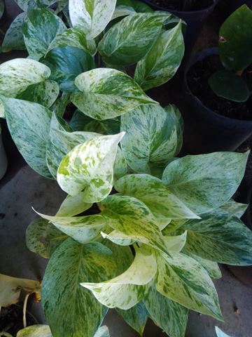 Malanga - Vivero Mañongo c.a