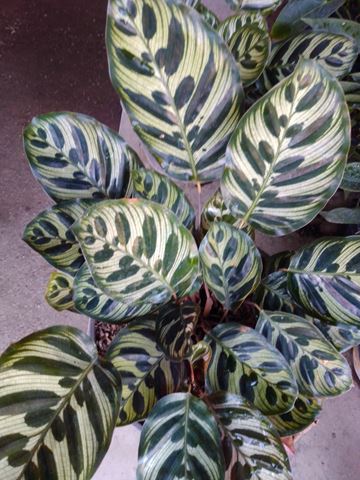 Maranta - Vivero Mañongo c.a