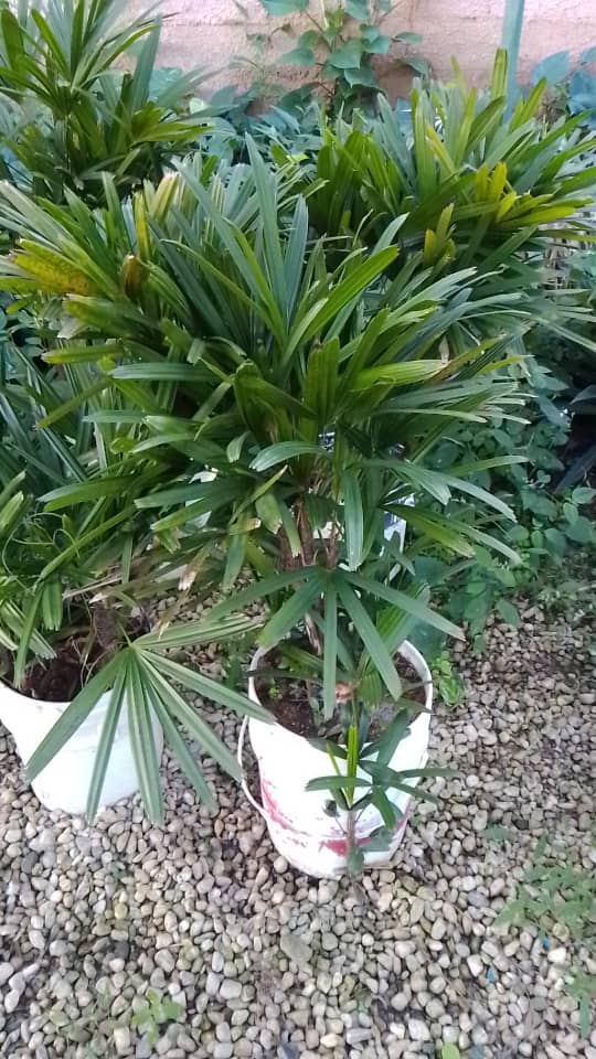 Palma raphis - Vivero Mañongo c.a