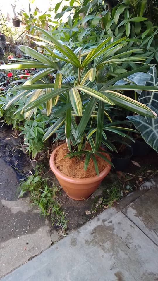 Palma raphis variegatta - Vivero Mañongo c.a