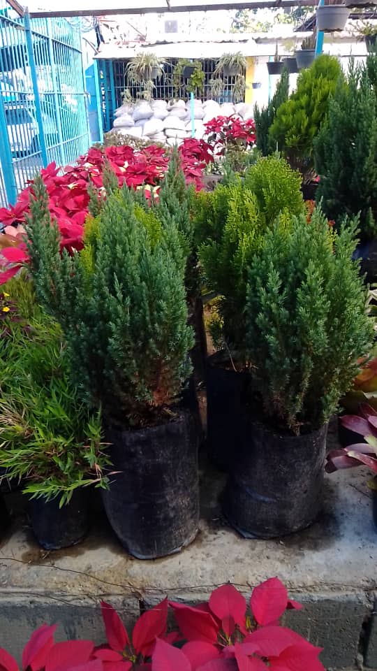 Pino planchado - Vivero Mañongo c.a