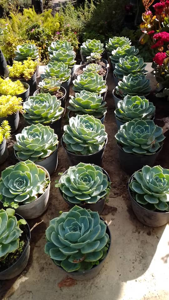 Repollito - Vivero Mañongo c.a