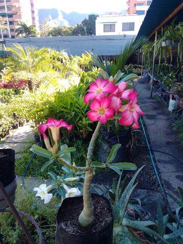 Rosa del desierto - Vivero Mañongo c.a