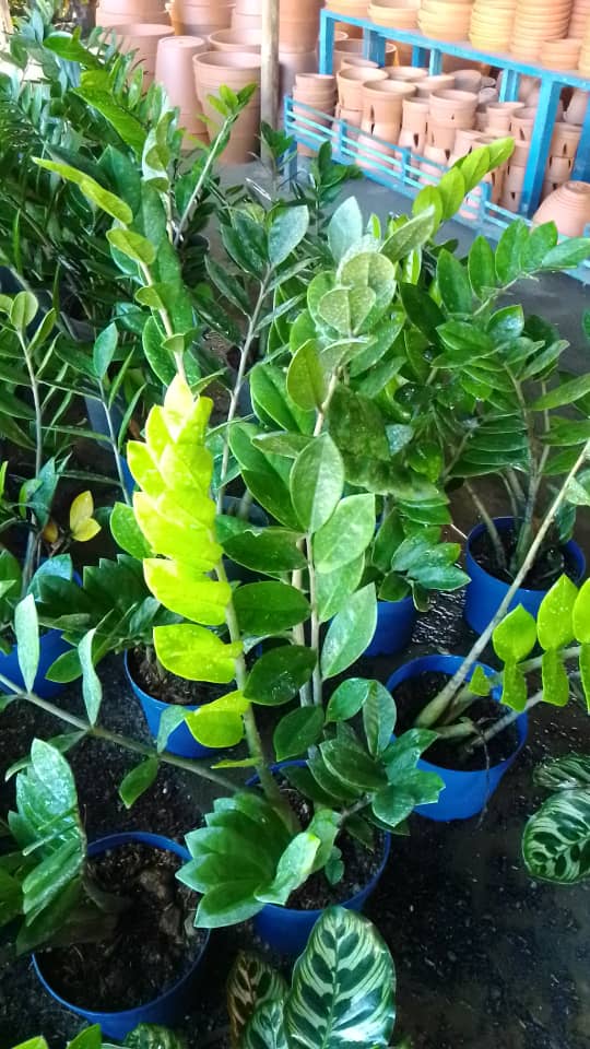 Samia - Vivero Mañongo c.a