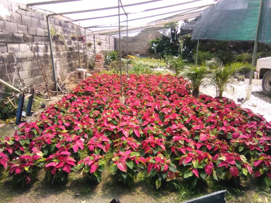 La poinsettia y su historia en la navidad