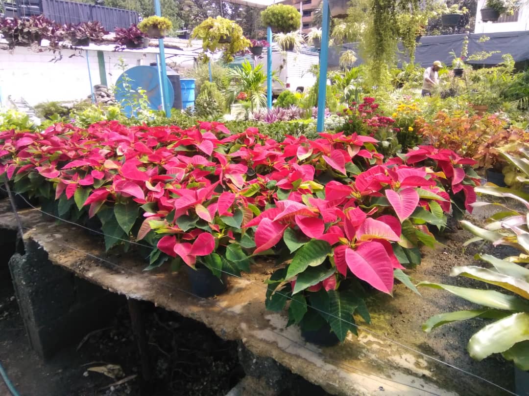 poinsettia.jpg