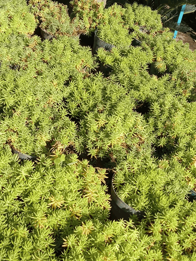 Arrocillo - Vivero Mañongo c.a