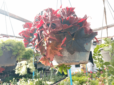Begonea - Vivero Mañongo c.a