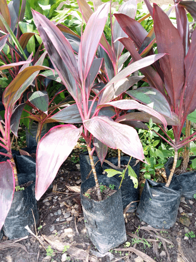 Cordelin - Vivero Mañongo c.a