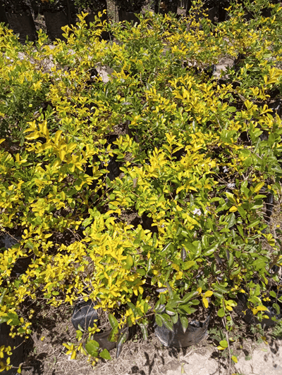 Duranta - Vivero Mañongo c.a