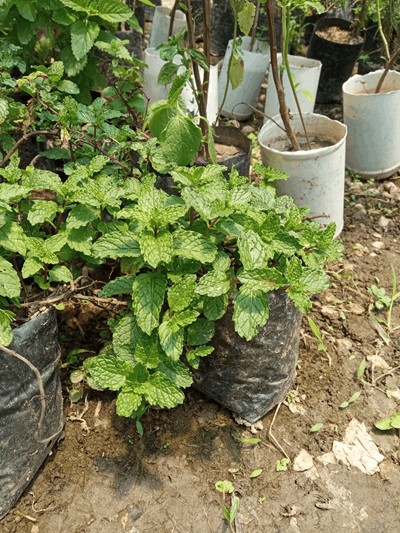 Hierba buena - Vivero Mañongo c.a