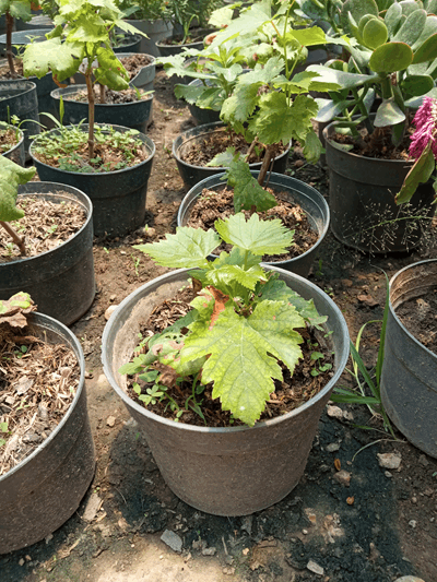 Uva - Vivero Mañongo c.a
