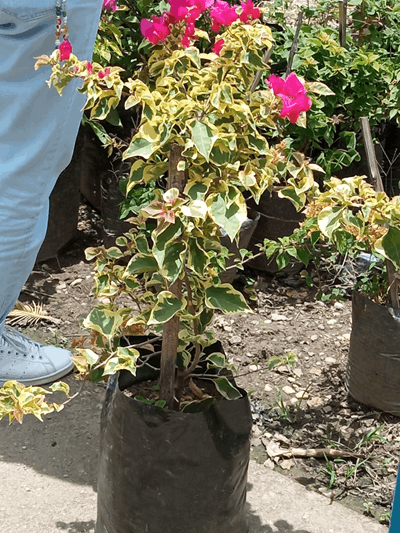 Trinitaria - Vivero Mañongo c.a