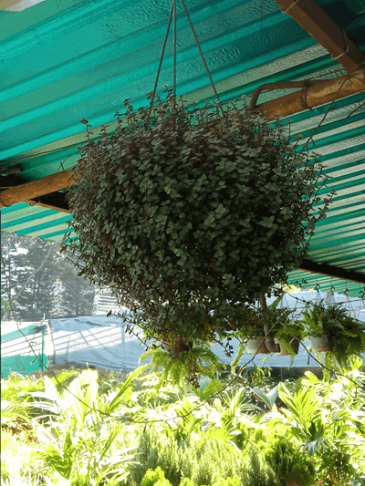 Millonaria china - Vivero Mañongo c.a