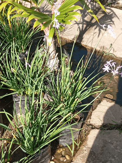 Lirio ajo - Vivero Mañongo c.a