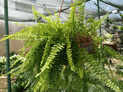 Helecho rizado - Vivero Mañongo c.a
