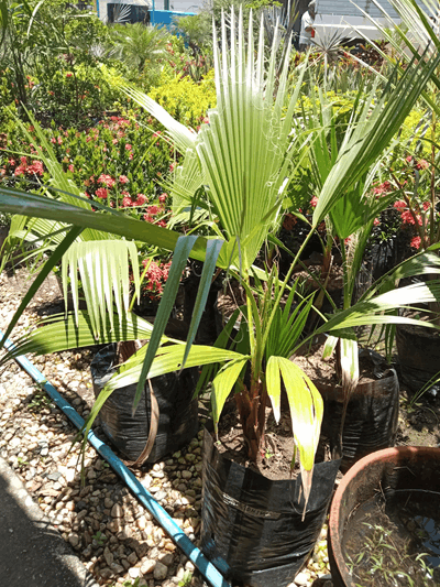 Palma washingtonia - Vivero Mañongo c.a