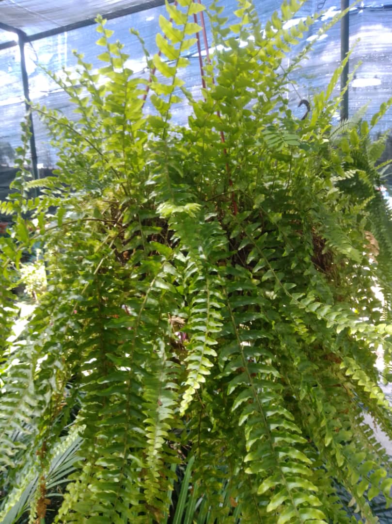 Helecho rizado - Vivero Mañongo c.a