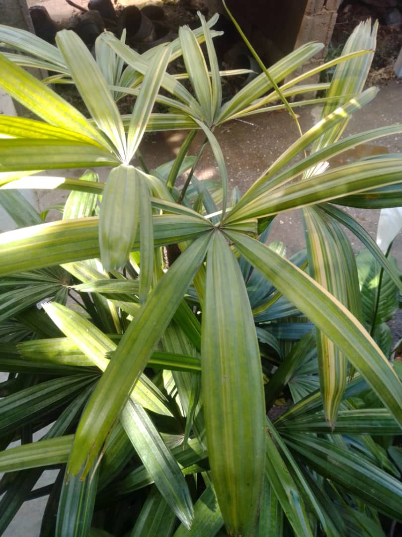 Palma raphis variegatta - Vivero Mañongo c.a